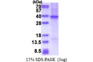 SDS-PAGE (SDS) image for Secreted Frizzled-Related Protein 2 (SFRP2) (AA 20-295) protein (His tag) (ABIN5853607)