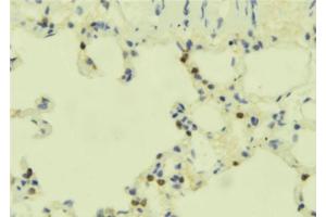 ABIN6273899 at 1/100 staining Mouse lung tissue by IHC-P. (GPR84 antibody  (N-Term))