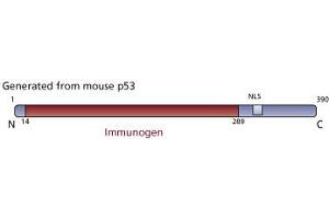 Image no. 2 for anti-Tumor Protein P53 (TP53) (AA 14-289) antibody (ABIN967419) (p53 antibody  (AA 14-289))