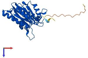 PSMA1 Protein (AA 1-263) (His tag)