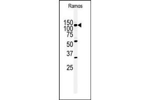Western blot analysis of anti-HIPK2 Antibody (Center) (ABIN391777 and ABIN2841636) in Ramos cell line lysates (35 μg/lane). (HIPK2 antibody  (AA 437-468))