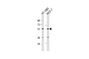 TMEM184C antibody  (AA 407-438)