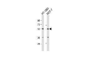 All lanes : Anti-TMEM184C Antibody (C-Term) at 1:2000 dilution Lane 1: HT-1080 whole cell lysate Lane 2: MCF-7 whole cell lysate Lysates/proteins at 20 μg per lane.