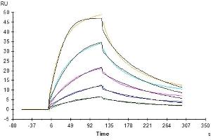 Cynomolgus EpCAM, His Tag captured on CM5 Chip via Anti-His Antibody can bind Anti-EpCAM Antibody, hFc Tag with an affinity constant of 21. (EpCAM Protein (AA 24-265) (His tag))