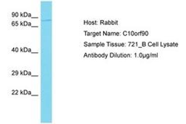 C10ORF90 anticorps  (AA 491-540)