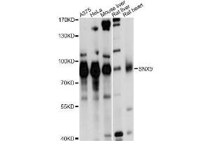 Western blot analysis of extracts of various cell lines, using SNX9 antibody. (SNX9 antibody  (AA 1-210))