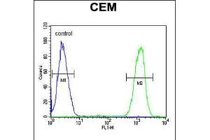 Flow cytometric analysis of CEM cells (right histogram) compared to a negative control cell (left histogram). (IKZF1 antibody  (C-Term))