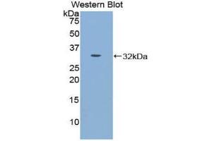 Western Blotting (WB) image for anti-Cadherin-16 (CDH16) (AA 353-617) antibody (ABIN1858322) (Cadherin-16 antibody  (AA 353-617))