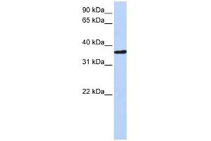 CHORDC1 antibody used at 1 ug/ml to detect target protein. (CHORDC1 antibody)