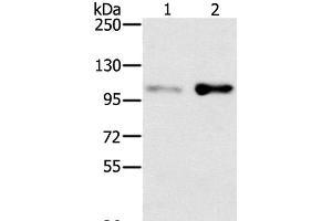 SLTM antibody