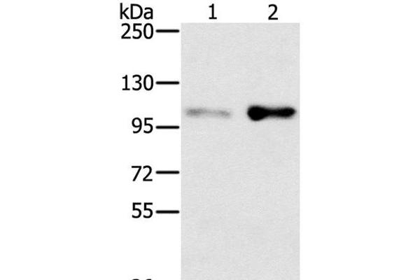 SLTM antibody