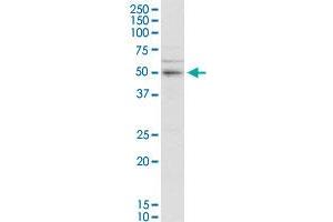 SERBP1 MaxPab rabbit polyclonal antibody. (SERBP1 antibody  (AA 1-408))