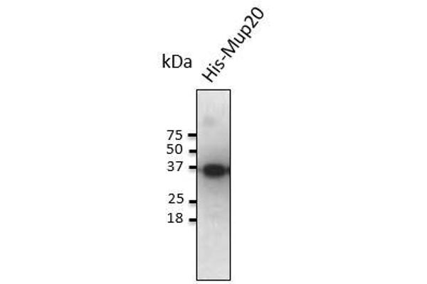 Mup20 antibody