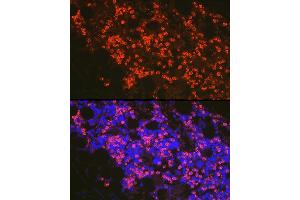 Immunofluorescence analysis of mouse bone marrow cells using FADD Rabbit pAb (ABIN7267137) at dilution of 1:100 (40x lens). (FADD antibody)