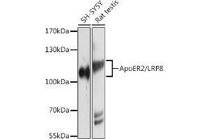 Western blot analysis of extracts of various cell lines, using ApoER2/ApoER2/LRP8 antibody (ABIN6134224, ABIN6143337, ABIN6143338 and ABIN6214801) at 1:1000 dilution. (LRP8 antibody  (C-Term))