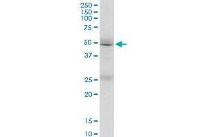 FMN1 monoclonal antibody (M07), clone 4F4. (FMN1 antibody  (AA 1-109))