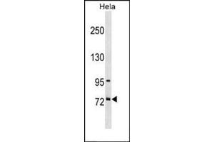 Western blot analysis using SF4 Antibody (Center) Cat. (Splicing Factor 4 antibody  (Middle Region))