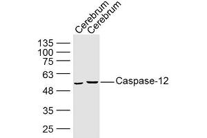 Caspase 12 antibody  (AA 201-300)