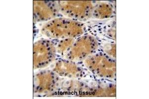 PLEKHG3 Antibody (C-term) (ABIN655118 and ABIN2844749) immunohistochemistry analysis in formalin fixed and paraffin embedded human stomach tissue followed by peroxidase conjugation of the secondary antibody and DAB staining. (PLEKHG3 antibody  (C-Term))