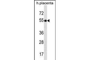 FZR1 Antibody (N-term) (ABIN1539455 and ABIN2850392) western blot analysis in human placenta tissue lysates (35 μg/lane). (FZR1 antibody  (N-Term))