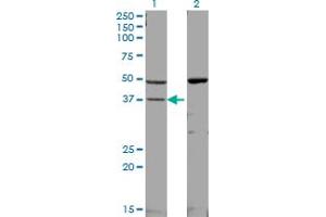 Western Blotting (WB) image for anti-Mitogen-Activated Protein Kinase 14 (MAPK14) (AA 260-360) antibody (ABIN598629) (MAPK14 antibody  (AA 260-360))
