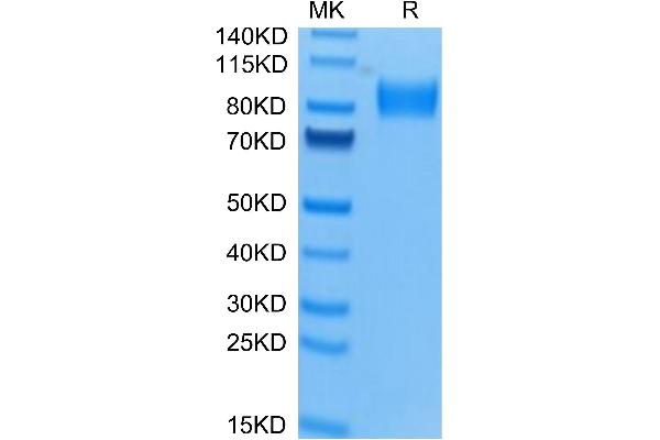 Osteoactivin Protein (GPNMB) (AA 23-486) (His tag)