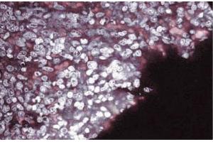 Immunofluorescence staining of rabbit spleen. (SEMA4D/CD100 antibody  (AA 721-861))