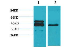 Western Blotting (WB) image for anti-cAMP Responsive Element Binding Protein 1 (CREB1) antibody (ABIN3179094) (CREB1 antibody)