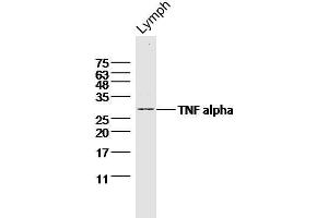Mouse lymph node probed with TNF alpha Polyclonal Antibody  at 1:300 overnight at 4°C followed by a conjugated secondary antibody for 60 minutes at 37°C. (TNF alpha antibody  (AA 77-233))