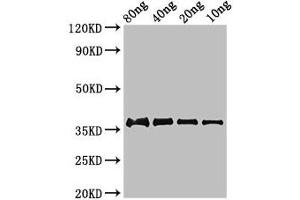 Western Blot Positive WB detected in Recombinant protein All lanes: fbpC antibody at 2. (FbpC (AA 46-340) antibody)