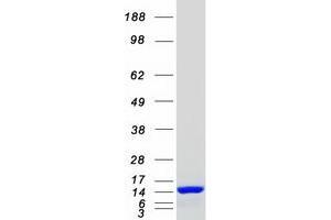 Validation with Western Blot