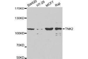 Western blot analysis of extracts of various cell lines, using TNK2 antibody (ABIN5971357) at 1/1000 dilution. (TNK2 antibody)