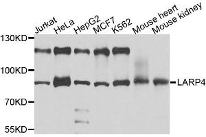 Western blot analysis of extracts of various cell lines, using LARP4 antibody (ABIN1876329) at 1:1000 dilution. (LARP4 antibody)