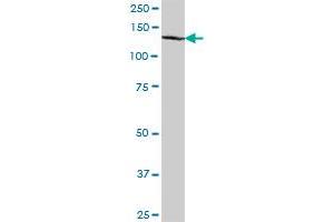 C14orf106 MaxPab polyclonal antibody. (MIS18 Binding Protein 1 (MIS18BP1) (AA 1-314) antibody)