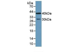 Figure. (CPA4 antibody  (AA 55-421))