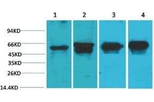 Western Blot (WB) analysis of 1) HeLa, 2) 293T, 3) Mouse Brain Tissue, 4) Rat Brain Tissue with c-Fos Mouse Monoclonal Antibody diluted at 1:2000. (c-FOS antibody)