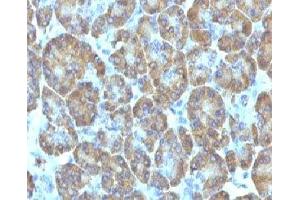 IHC testing of FFPE human pancreas with TOP1MT antibody (clone TPIMT-1).