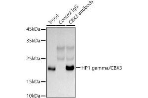 Immunoprecipitation analysis of 300 μg extracts of HeLa cells using 3 μg HP1 gamma/CBX3 antibody (ABIN1512681, ABIN3023226, ABIN3023227 and ABIN5664024).