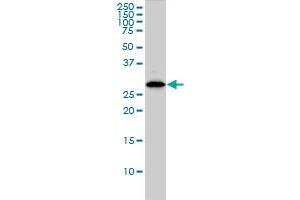CLIC1 monoclonal antibody (M01), clone 2D4 Western Blot analysis of CLIC1 expression in HL-60 . (CLIC1 antibody  (AA 1-241))