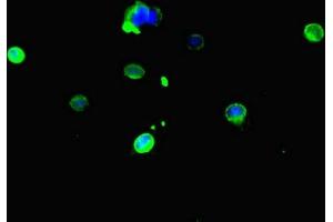 Immunofluorescent analysis of Hela cells using ABIN7146751 at dilution of 1:100 and Alexa Fluor 488-congugated AffiniPure Goat Anti-Rabbit IgG(H+L) (CES3 antibody  (AA 65-233))
