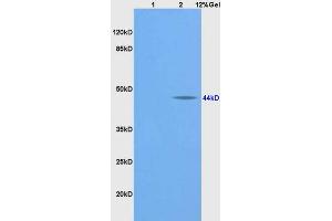 L1 mouse brain lysates L2 human colon carcinoma lysates probed with Anti BMP2 Polyclonal Antibody, Unconjugated (ABIN730903) at 1:200 overnight at 4 °C. (BMP2 antibody  (AA 283-365))