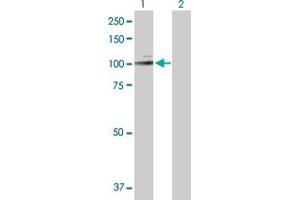 Western Blot analysis of MME expression in transfected 293T cell line by MME MaxPab polyclonal antibody. (MME antibody  (AA 1-750))