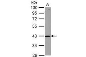 Image no. 1 for anti-Zinc Finger, HIT-Type Containing 2 (ZNHIT2) (AA 1-273) antibody (ABIN1501917) (ZNHIT2 antibody  (AA 1-273))