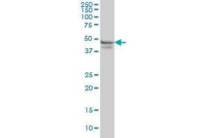 RPL4 monoclonal antibody (M01), clone 4A3 Western Blot analysis of RPL4 expression in K-562 . (RPL4 antibody  (AA 251-350))