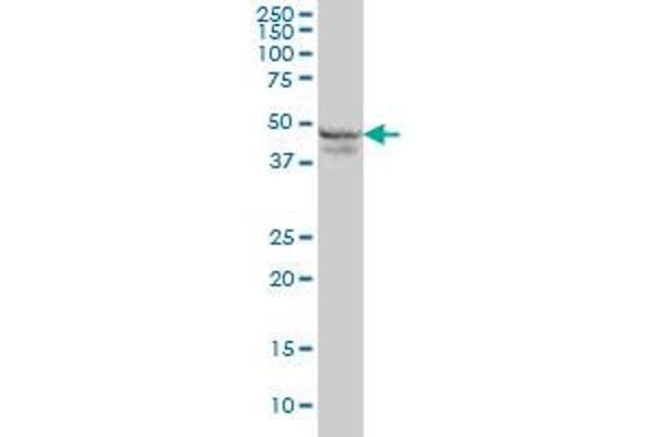 RPL4 antibody  (AA 251-350)
