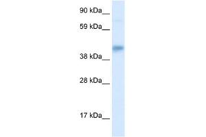 WB Suggested Anti-SEC14L2 Antibody Titration: 0. (SEC14L2 antibody  (Middle Region))