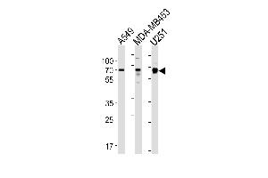 GRB10 Antibody (N-term) (ABIN1881389 and ABIN2843459) western blot analysis in A549,MDA-M, cell line lysates (35 μg/lane). (GRB10 antibody  (N-Term))