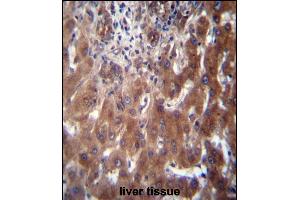 SCLT1 Antibody (C-term) (ABIN656866 and ABIN2846070) immunohistochemistry analysis in formalin fixed and paraffin embedded human liver tissue followed by peroxidase conjugation of the secondary antibody and DAB staining.