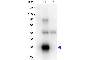 Western Blot of Goat anti-Human λ (Lambda chain) Peroxidase Conjugated Secondary Antibody. (Goat anti-Human lambda Antibody (HRP) - Preadsorbed)
