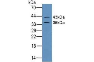 Detection of CX43 in Mouse Brain Tissue using Polyclonal Antibody to Connexin 43 (CX43) (Connexin 43/GJA1 antibody  (AA 244-382))